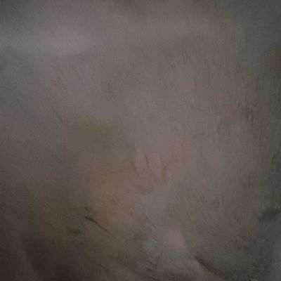 家禽の供給蛋白質の粉のためのアヒル血球飼料の粉の血食事