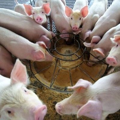 乾燥した粉25kg/Bagの飼料の添加物のヘモグロビンの粉の微粒