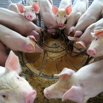 アヒル血しょう蛋白質の粉は近年上がる良質として確認される供給の添加物の新型である