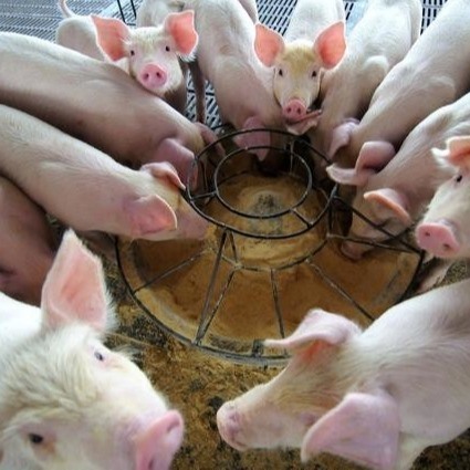 乾燥した粉25kg/Bagの飼料の添加物のヘモグロビンの粉の微粒