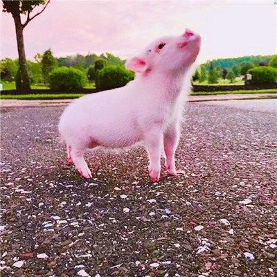 -鶏の餌のProceinの粗野な蛋白質のための乾燥された鶏血しょうペット フードの添加物に吹きかけなさい